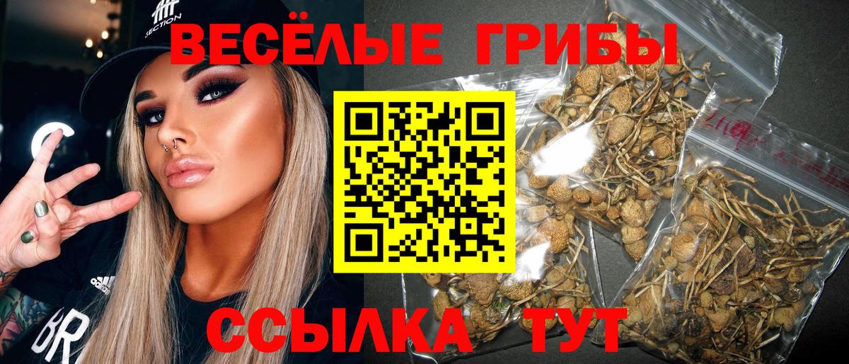 Галлюциногенные грибы Psilocybe Заводоуковск